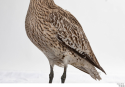 Chest Bird Animal photo references